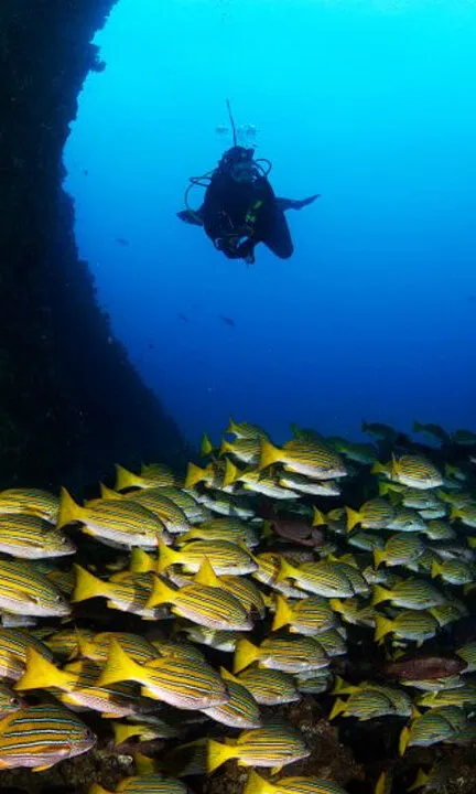 Buceo y snorkel en arrecifes colombianos