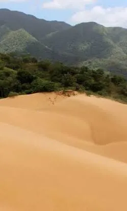 Avistamiento de aves y fauna silvestre en Colombia