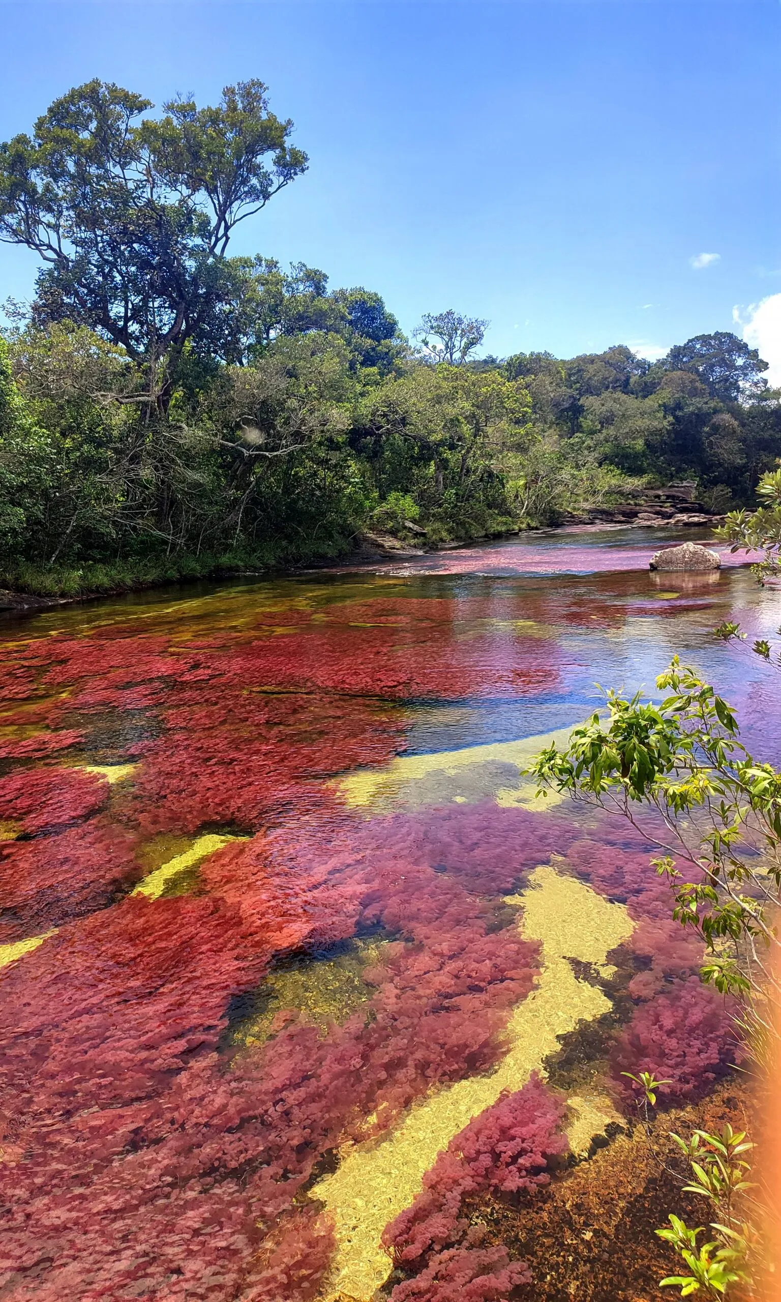 Caño Cristales, el río de los cinco colores