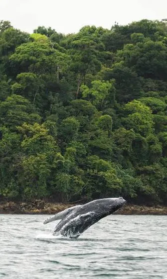 Playas vírgenes del Pacífico en Nuquí