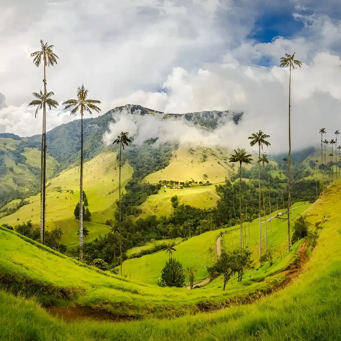 Palmas de cera en el Valle de Cocora